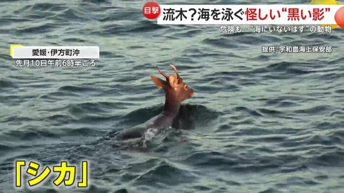 一心不乱に泳ぐシカ