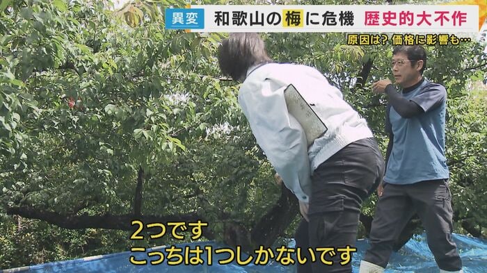 梅の生育調査