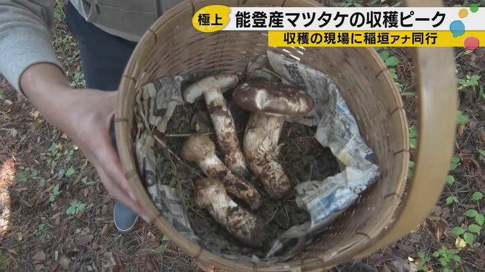 能登産のマツタケ