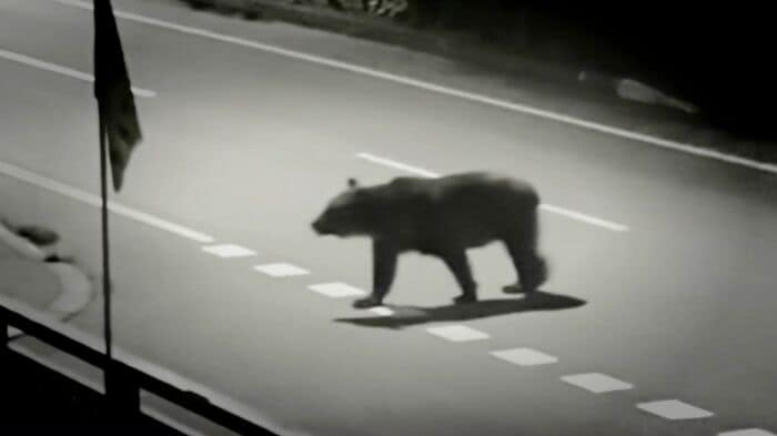 撮影:視聴者 夜にゴミを探して市街地を徘徊か