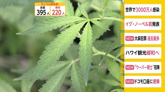 大麻犯罪 過去最多のペース 10~20代が7割近く占める