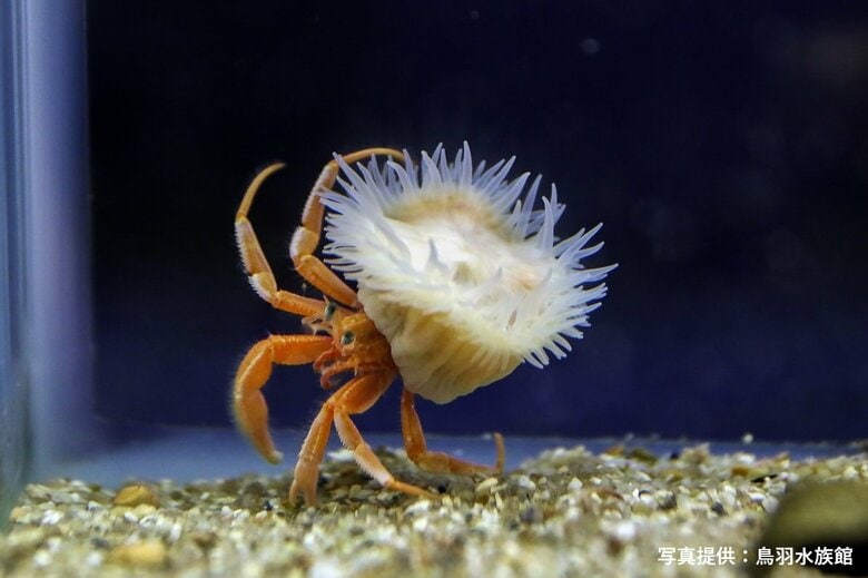 ヤドカリの巻貝を“増築”してくれる！？新種のイソギンチャクが「世界の注目すべき海洋生物」トップ10に選出…不思議な生態を聞いた｜FNNプライムオンライン