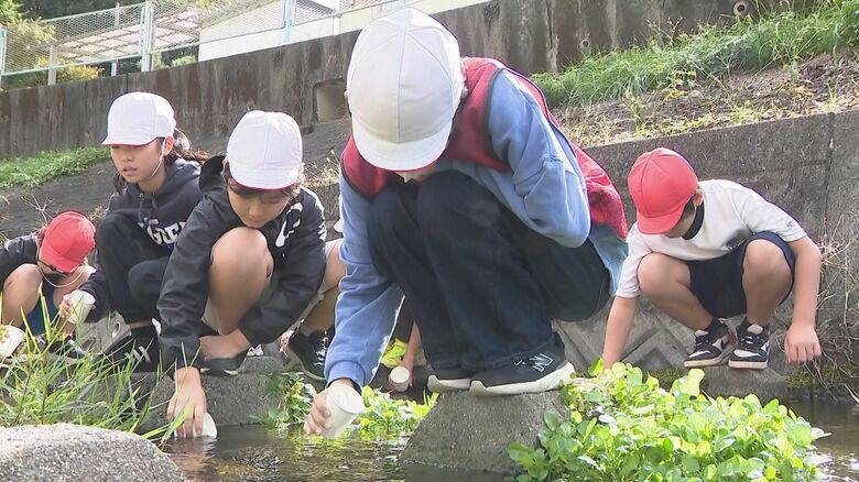 小学生が育てたホタルの幼虫約1000匹を学校前の川に放流「色んな人達にも奇麗な姿を見てほしい」愛知県豊橋市|FNNプライムオンライン
