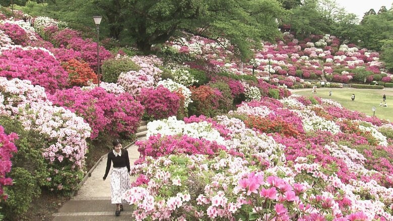 西山公園で5万株のツツジが満開　気温高い日が続き例年より5日早く咲き始める　5月3日から「さばえつつじまつり」　福井｜FNNプライムオンライン