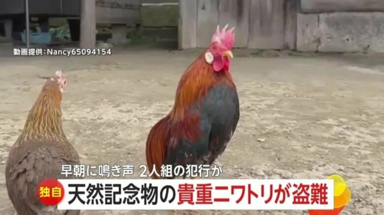 【独自】「正直制裁を受けてほしい」“天然記念物”のニワトリが盗まれ怒りあらわ…別の愛好家の犯行か　茨城・常陸大宮市｜FNNプライムオンライン