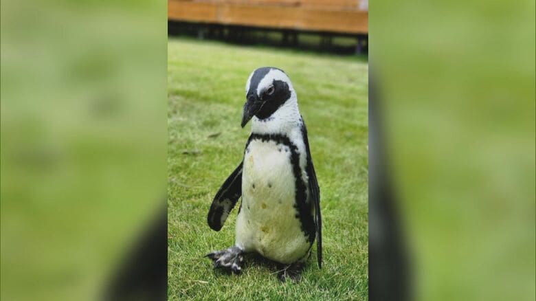 海水浴場のネットすり抜ける…出張動物園のペンギンが島から脱走し行方不明 飼育員「生きていることを願う」｜FNNプライムオンライン