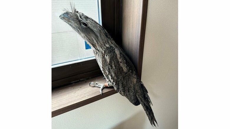 「こんなに細くなるのね」ふわふわ羽毛の“ガマグチヨタカ”の擬態姿に驚き…どんな鳥なのか生態を動物園に聞いた｜FNNプライムオンライン