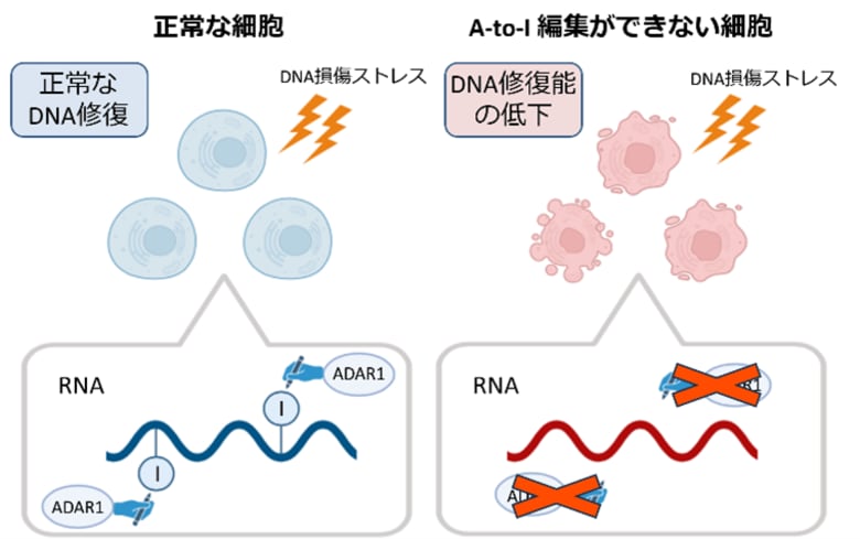 RNAの“書き換え”がDNAを守る! ~エピトランスクリプトーム解析が示すゲノム防御の新たな仕組み~