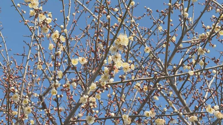 「春の訪れ」長野県飯田市で『竜峡小梅』の開花進む　週末は4月上旬並みの暖かさ予想｜FNNプライムオンライン