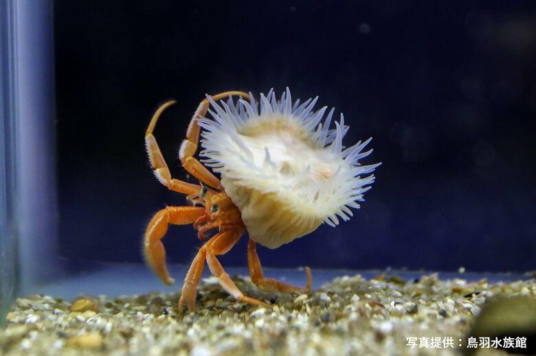 ヤドカリの背中に乗っている白いイソギンチャクが「ヒメキンカライソギンチャク」