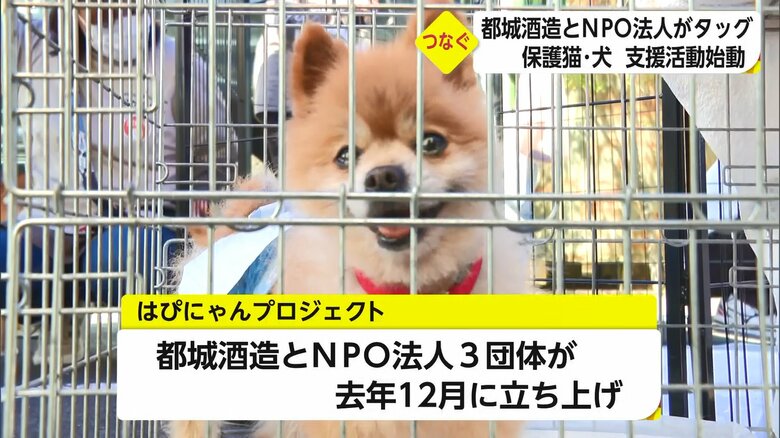保護した猫や犬と里親をつなぐ