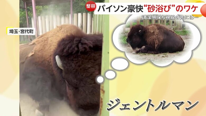 好きな相手のために綺麗にするスティンガーくん（提供：東武動物公園）