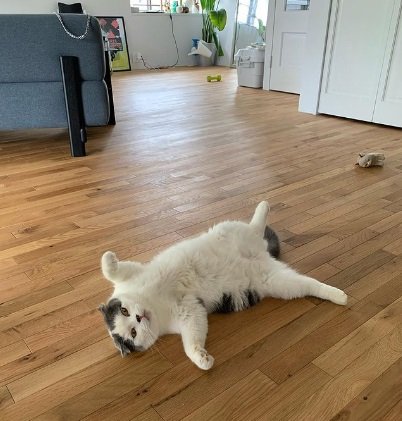 こちらはごきげんで“へそ天”なオッタくん