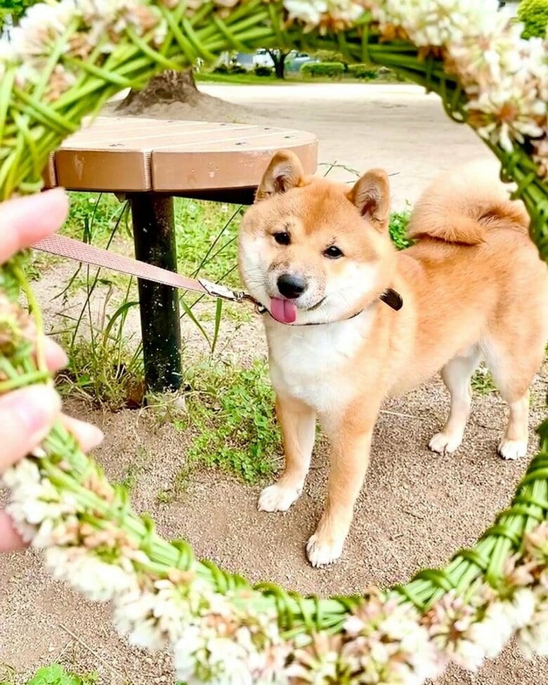 シロツメクサの花冠