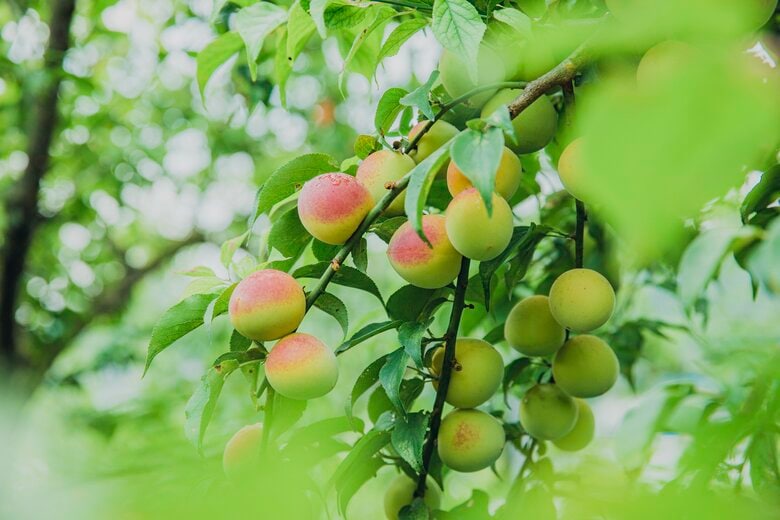 うめひかりの農園に実る梅