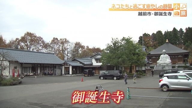 福井県越前市にある通称“ネコ寺”