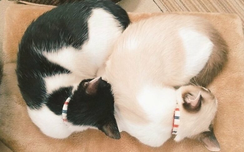 提供：かふぇらてさん