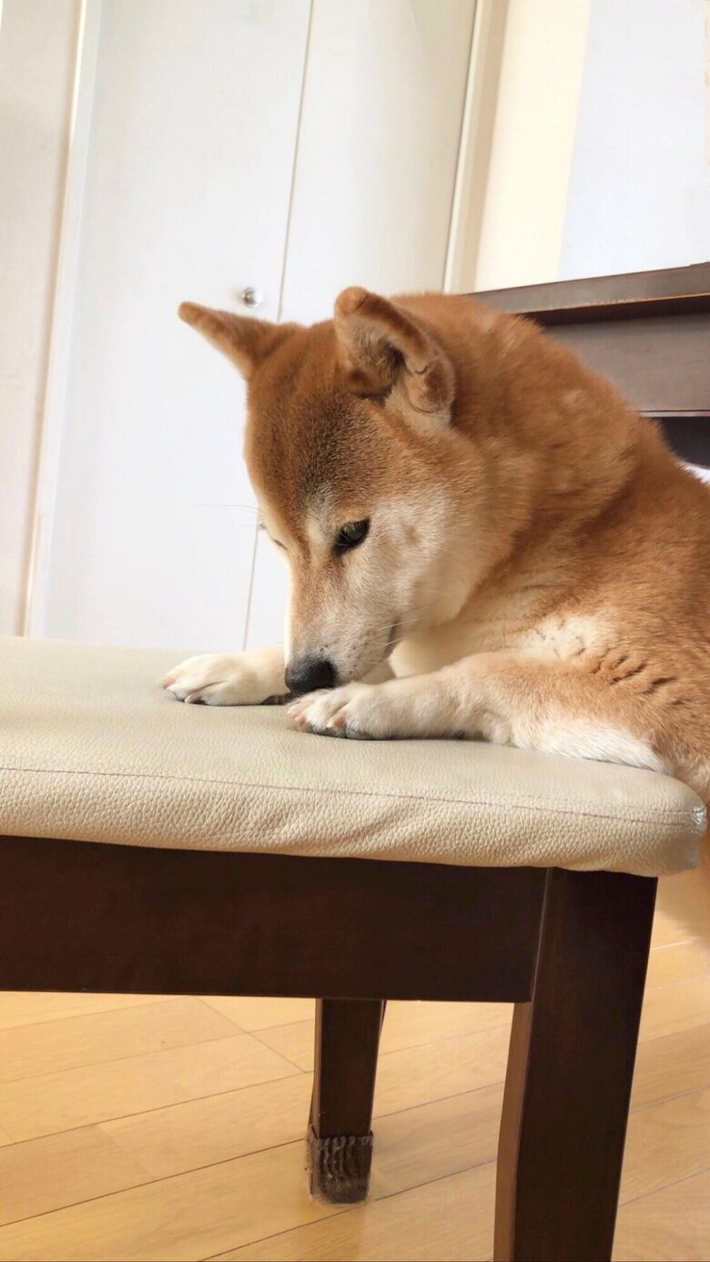 ほんの少しだけ叱られたとは思えない落ち込みを見せつけてくる（提供：柴犬ももさん）