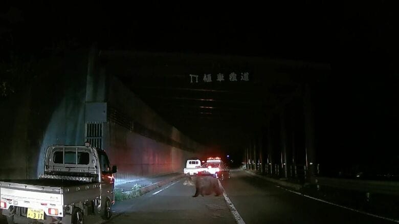 道路を横切るクマ