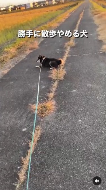 提供：柴犬むさしとこじろうさん