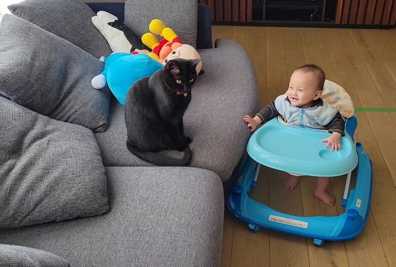 提供：仔猫を拾ったので