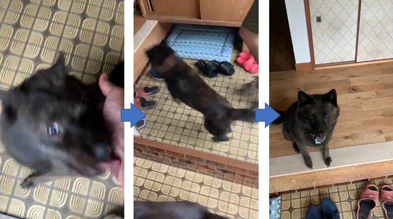 さだきちさん夫婦を玄関で迎えるななちゃん　扉を開けた瞬間からうれしそう