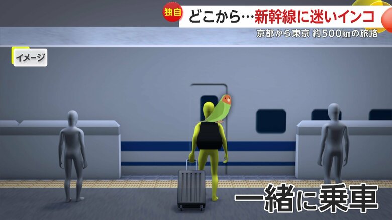 外国人乗客の肩に止まって一緒に乗車したというインコ（再現CG）