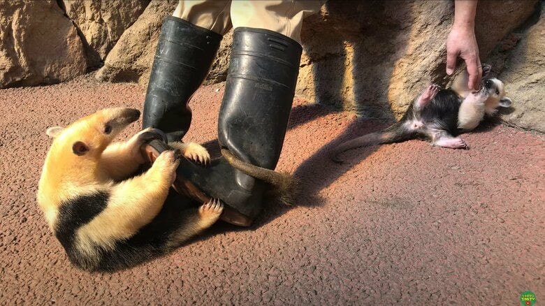 飼育員の長靴に夢中（伊豆シャボテン動物公園のYouTubeより）