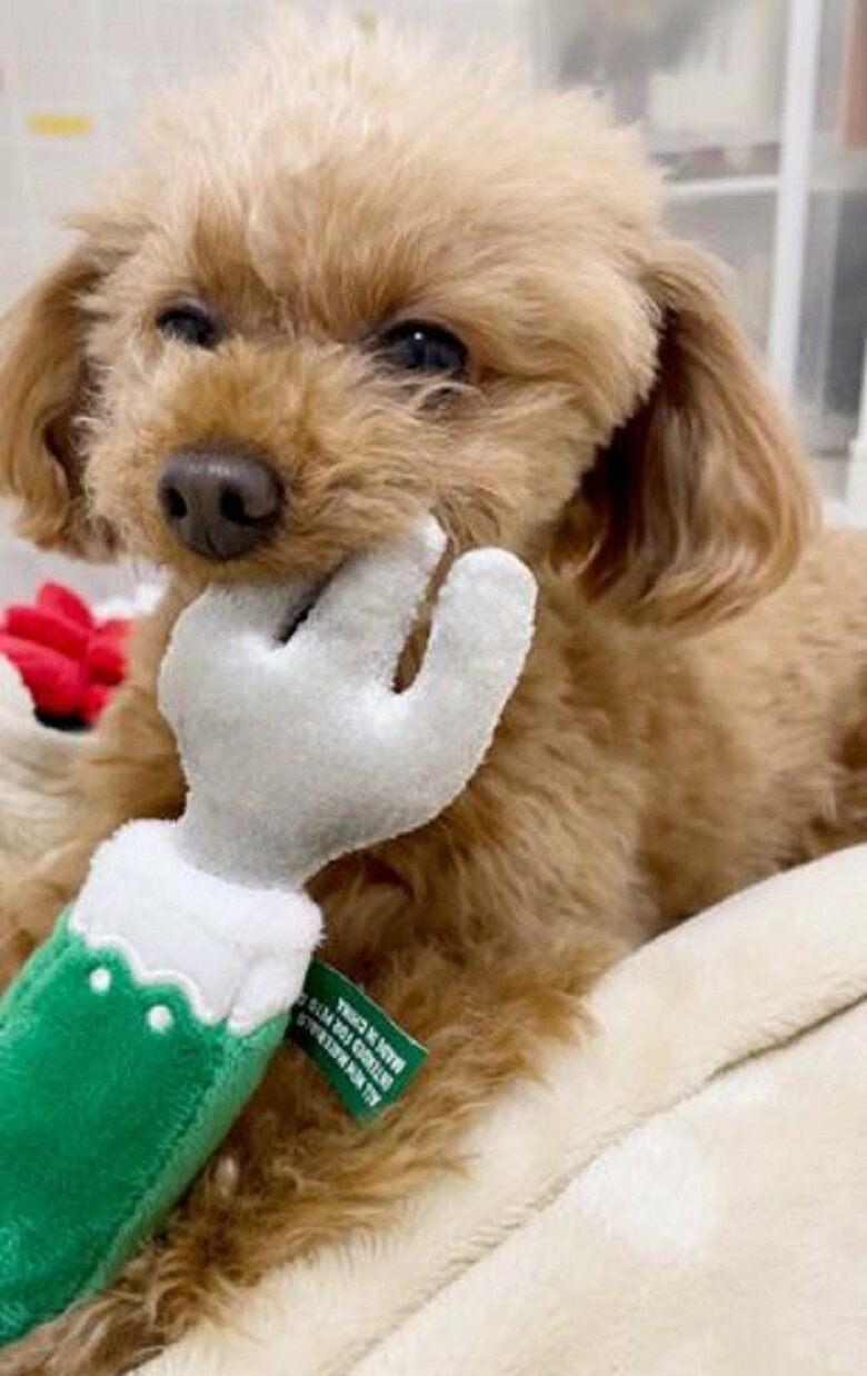 食いしん坊だというルルくん