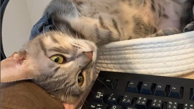 飼い主に甘えるドラちゃん