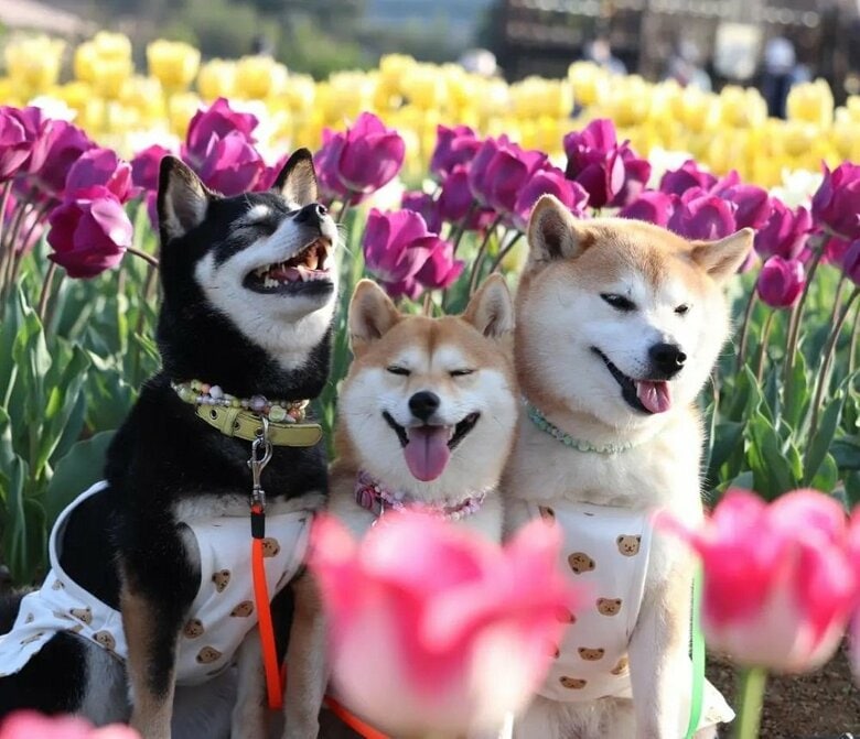 チューリップ畑