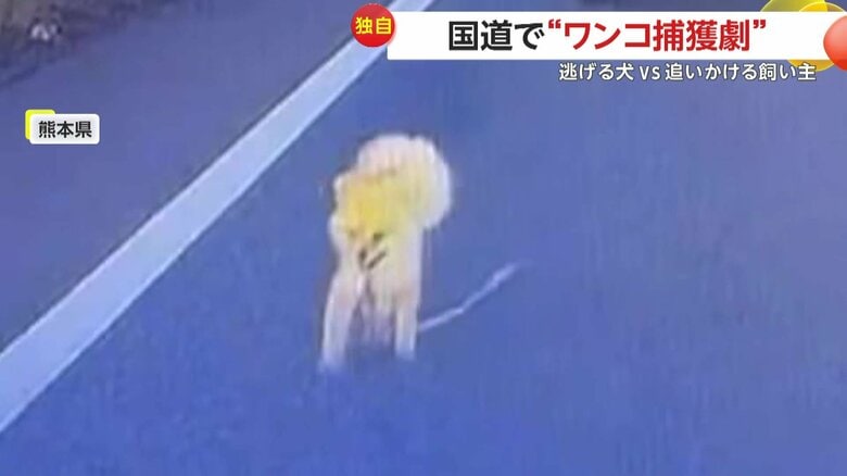 リードを引きずりながら小走りの犬（視聴者提供）