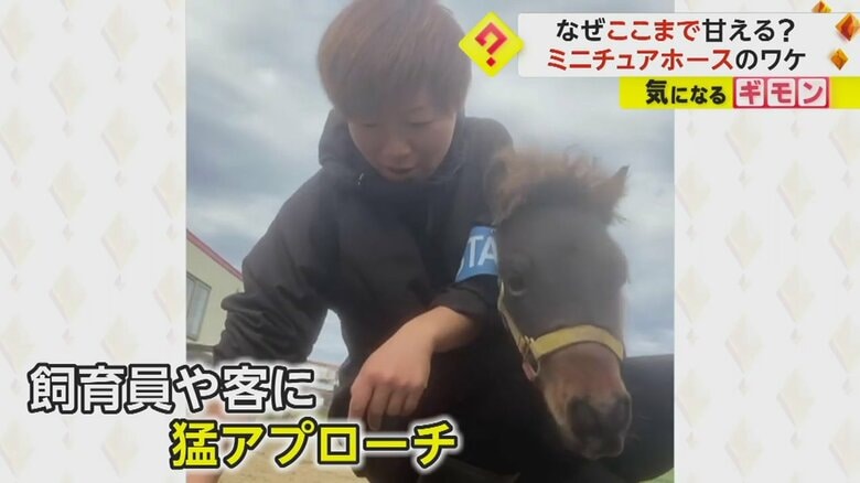 毎日飼育員や客に猛アプローチしている
