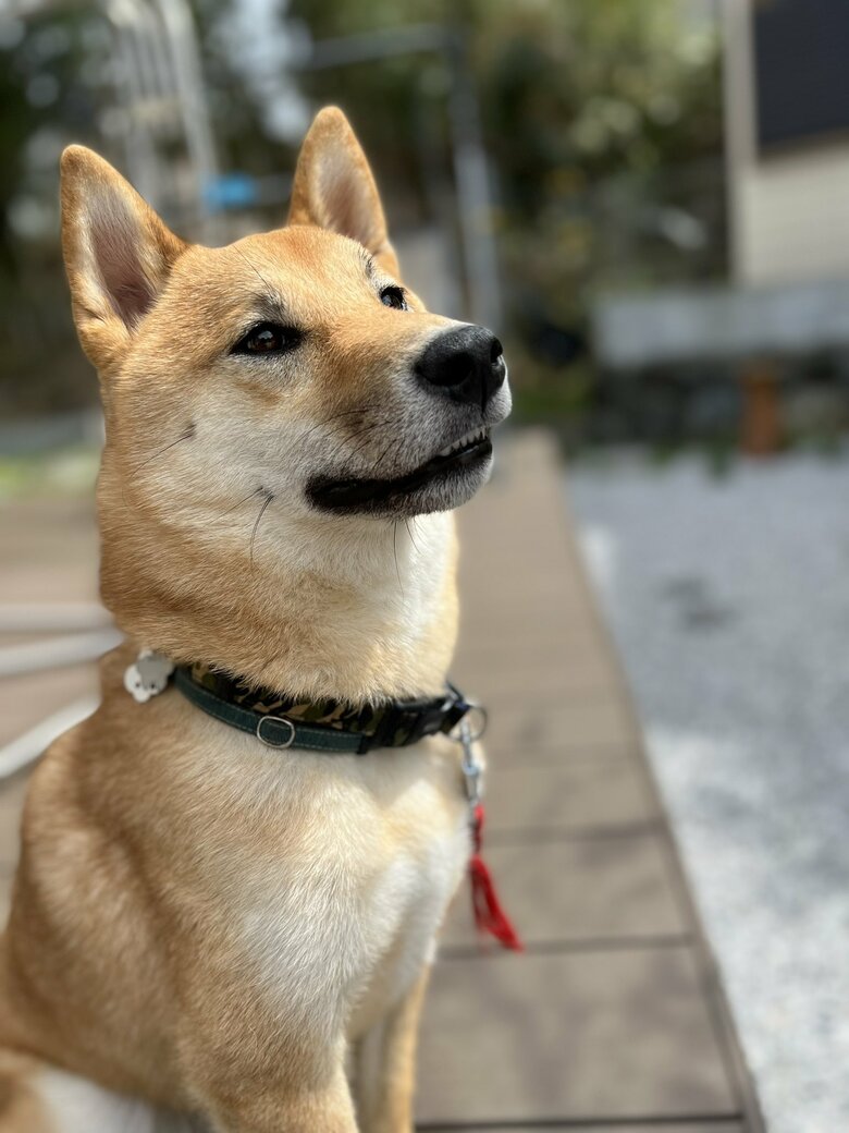 提供：柴犬まるやん日記さん
