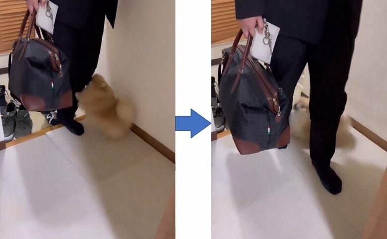 パパさんは1歩ずつゆっくり進む　なごみちゃんはずっと興奮していた