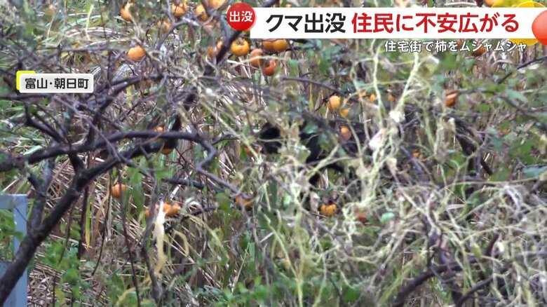 木の上で柿を食べるクマ