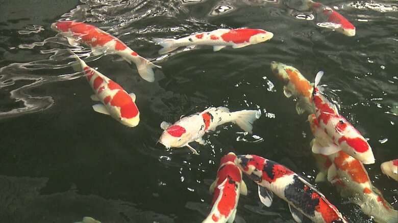 「錦鯉の里」のニシキゴイ