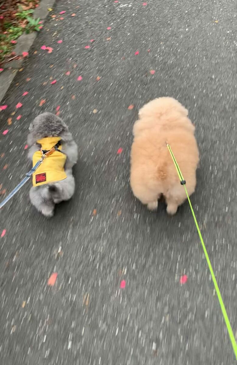 提供：＠tsuru_323さん