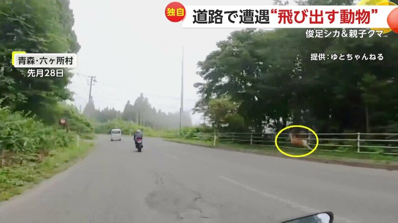 撮影者の目の前に飛び出したシカ