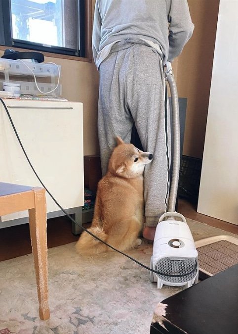 提供：柴犬こむぎさん