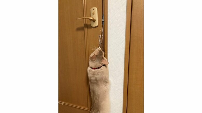 扉を開けることが出来るという2匹　たしかに扉にも傷が…