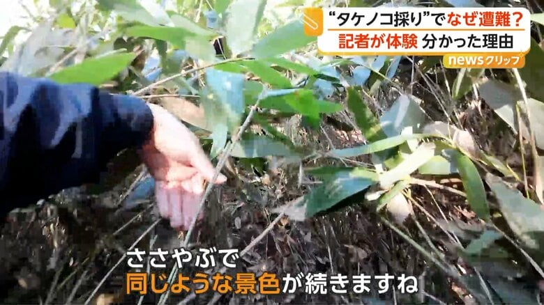行く手を遮るのは、背丈約2mの「ささやぶ」