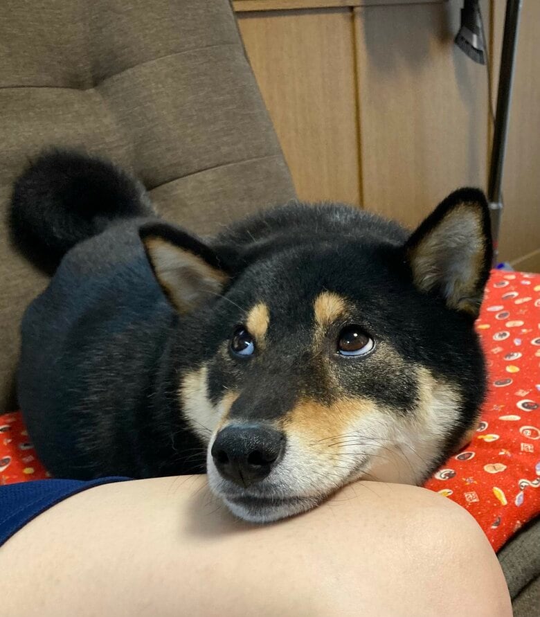 提供：黒柴ぎん@快杜号さん