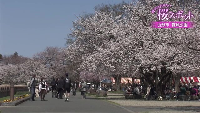 約1500本のサクラが植えられている山形市の名所・霞城公園