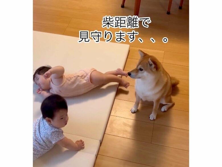 足があたらない“柴距離”で子守を継続（提供：柴犬　むぎさん）