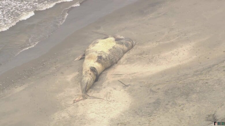 すでに白くなったクジラの死骸（23日 千葉・匝瑳市）