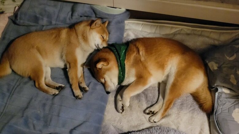 寝るときはどこかしらがぴったりくっついている