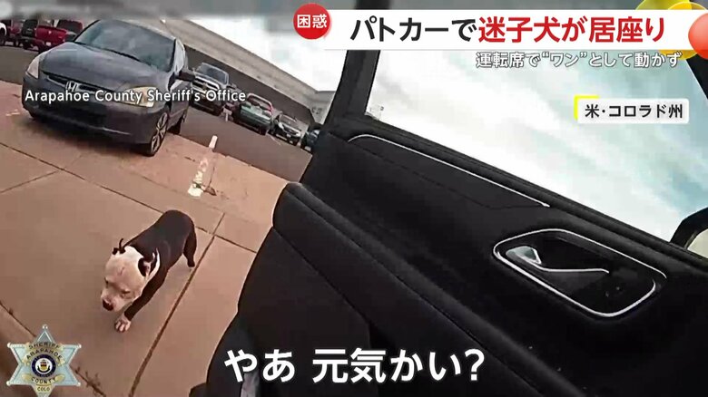 警察官が「やあ、元気かい？」と声をかけた迷子になっていた犬（アメリカ・コロラド州）