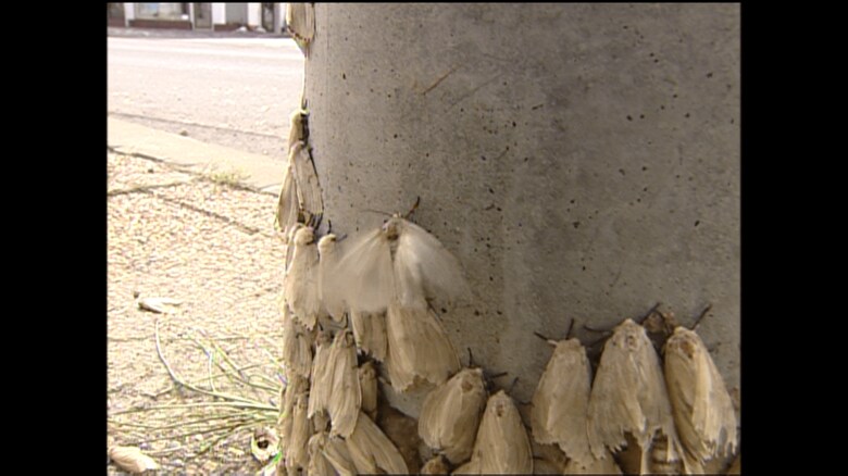 電柱の根本にすき間なくくっついている