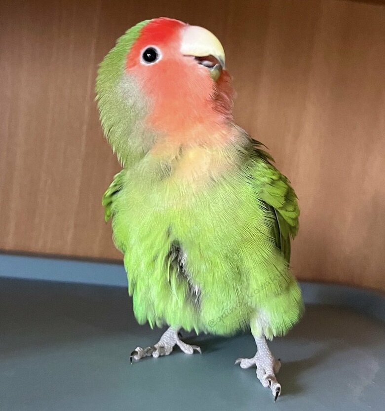 キノちゃん